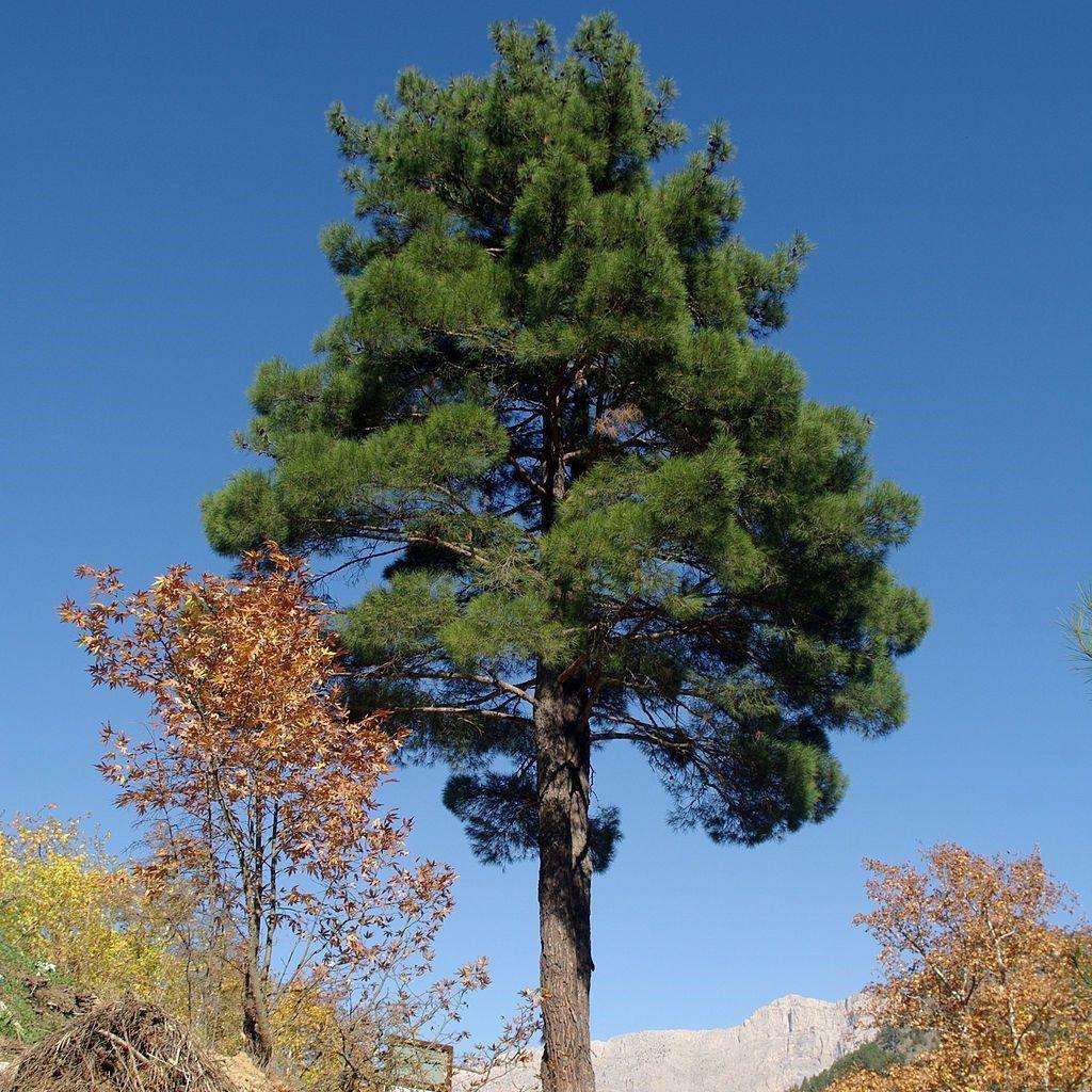 T Pl K Z L Am Fidan Pinus Brutia Fiyatlar Ve Modelleri Pazarama