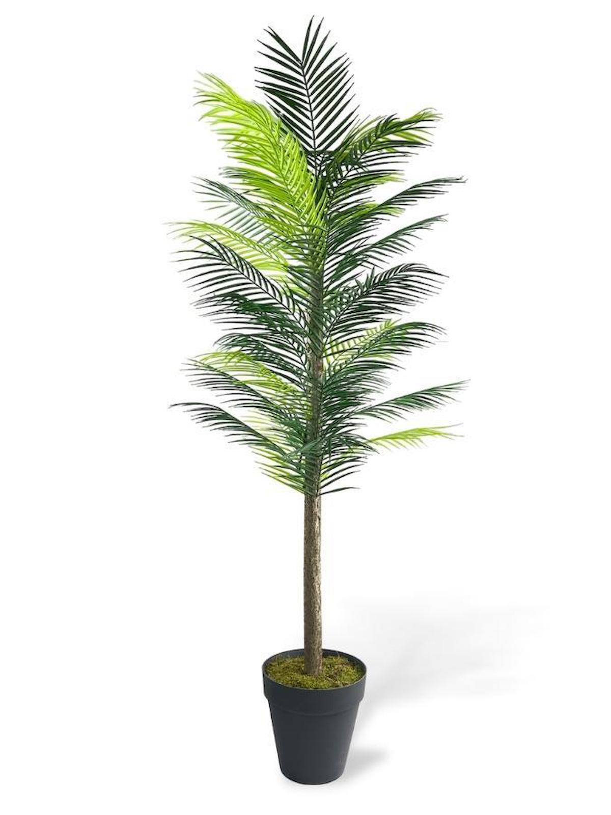 Yapay Ağaç Palmiye 160*70Cm 36 Yaprak Areka Ağacı Siyah Saksıda Tek Gövdeli