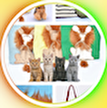 Yummy-Petshop