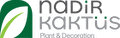 Nadir Kaktüs ve İç Mekan