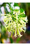 Limon Kokulu Melisa Fidanı 10-20 cm