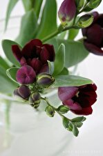 7 Adet Bordo Frezya Çiçeği Soğanı Mis Kokulu Katmerli 