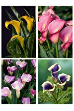 4 Adet Karışık Renk Gala Çiçek Soğanı