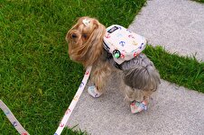 Maxstylespet  Pet Sırt Çantası, Kedi Köpek için Tasma Gerektirmeyen Çanta, Gezdirme Kayışı ile Birlikte, Gezdirme Kordonlu Çanta