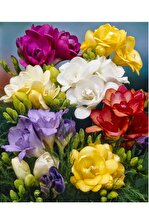 Katmerli Frezya Çiçeği Soğanı - 20 Adet