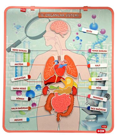 Tox Iç Organlar Sistemi Keçe Duvar Panosu , Eğitici Oyuncak