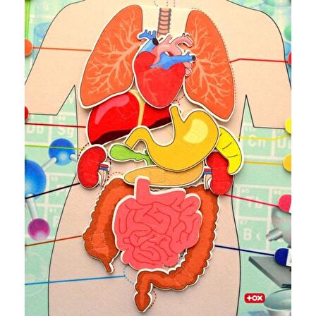 Tox Iç Organlar Sistemi Keçe Duvar Panosu , Eğitici Oyuncak