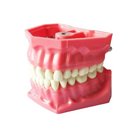 Ankaflex Diş Hekimliği Fakültesi Öğrencileri Eğitimi Için Fantom Diş Çene 32 Dişli