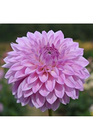 1 Adet Lila Renk Yıldız (dahlia) Çiçek Soğanı
