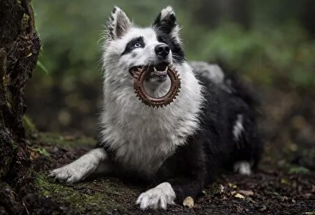 Ring Organik Dikenli Köpek Diş Kaşıma ve Eğitim Oyuncağı