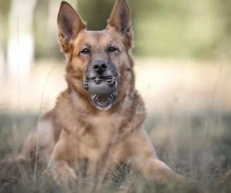 Organik Bomba Şekilli Diş Kaşıma ve Yakalama Köpek Oyuncağı 8.5cm