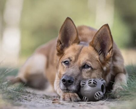 Organik Bomba Şekilli Diş Kaşıma ve Yakalama Köpek Oyuncağı 8.5cm