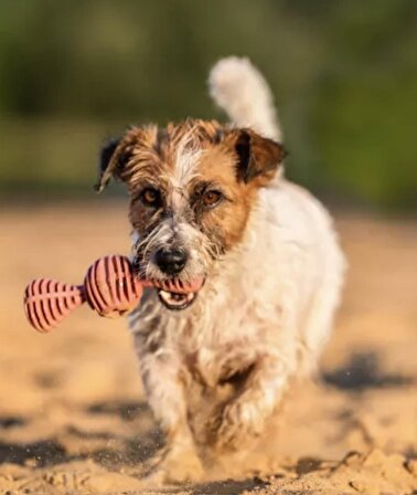Köpek Organik Diş Kamışa ve Eğlence Oyuncağı 15.5cm