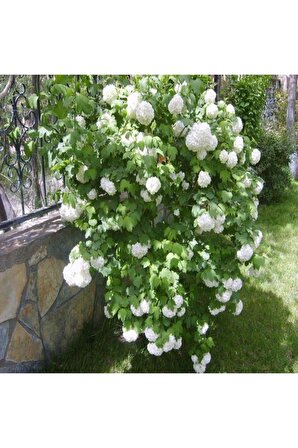 Kartopu Çiçeği Fidanı 25-45 Cm Viburnum