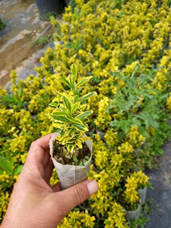 40 Adet Sarı Çıtır Taflan, (Altuni) Küçük Tüp Torbalarda, Ortalama 10 Cm.