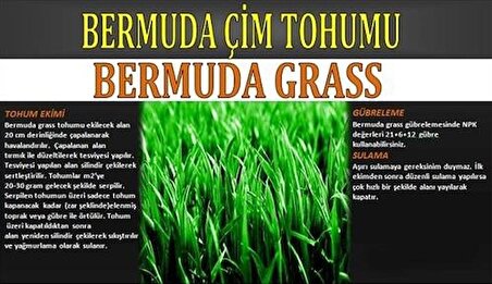 Bermuda Çimi (Ayrık Otu)Tohumu 1 kg