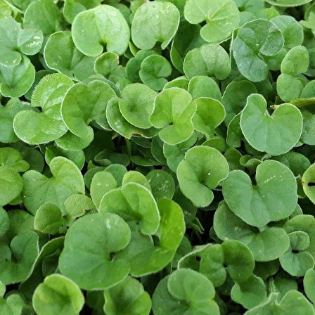 Fare Kulağı Tohumu-Dichondra Repens-500 gr