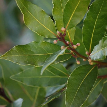 Tüplü 60-80 Cm Defne Ağacı (laurus Nobilis) Fidanı