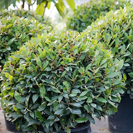 Tüplü 60-80 Cm Defne Ağacı (laurus Nobilis) Fidanı