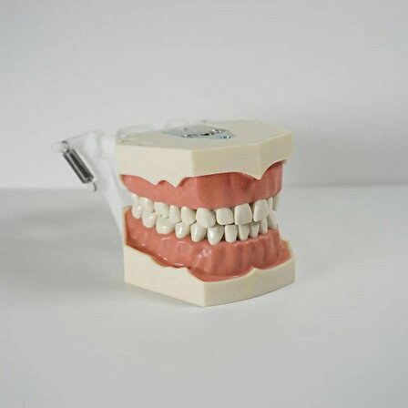 Ankaflex Diş Etli Fantom Çene Diş Fakültesi Ögrencileri Için Protez 32 Dişli