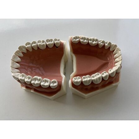 Ankaflex Diş Etli Fantom Çene Diş Fakültesi Ögrencileri Için Protez 32 Dişli