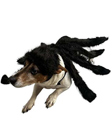 Örümcek Köpek Kostümü M Beden (6-8 kg)
