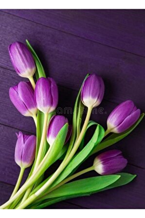 3 Adet Purple Lale Çiçek Soğanı