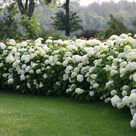 10 Adet Çınar Kartopu Fidesi viburnum opulus, 30-60 Cm. Boyunda