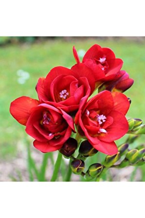 7 Adet Kırmızı Frezya Çiçeği Soğanı Mis Kokulu Katmerli 