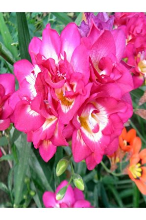 7 Adet Pembe Frezya Çiçeği Soğanı Mis Kokulu Katmerli 