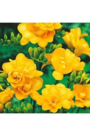 7 Adet Sarı Frezya Çiçeği Soğanı Mis Kokulu Katmerli 
