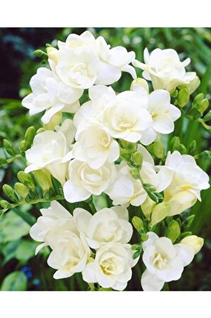 7 Adet Beyaz Frezya Çiçeği Soğanı Mis Kokulu Katmerli 