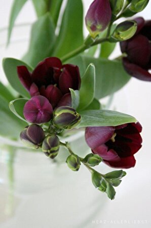 20 Adet Bordo Frezya Çiçeği Soğanı Mis Kokulu Katmerli 