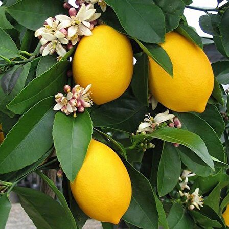 Brixe Meyveli Doğal Mersin Yediveren Limon Fidanı Limon Ağacı 2-3 Yaş