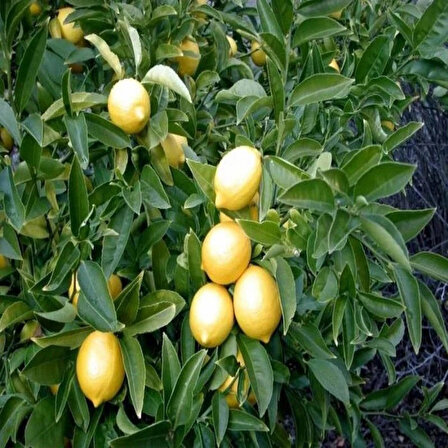 Brixe Meyveli Doğal Mersin Yediveren Limon Fidanı Limon Ağacı 2-3 Yaş