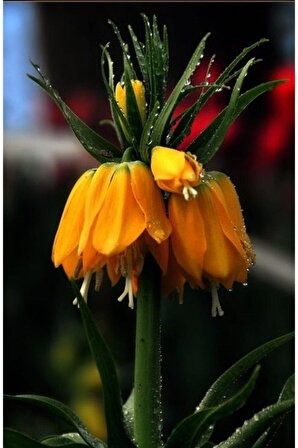 1 Adet Gün Sarısı Renk Ters Lale Çiçek Soğanı