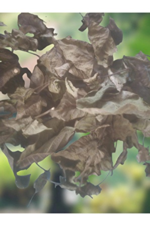 Kuru ceviz yaprak özel gölge kurutma organik doğal 300 gram
