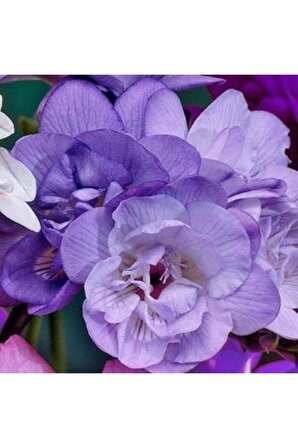 20 Adet Mor Frezya Çiçeği Soğanı Mis Kokulu Katmerli 