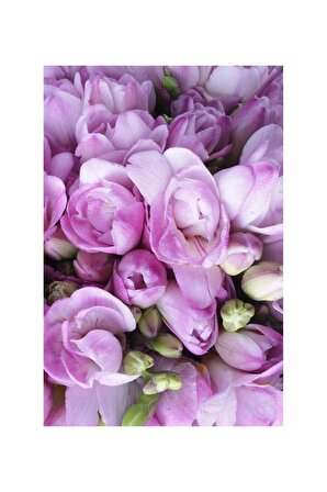 6 Adet Lila Frezya Çiçeği Soğanı Mis Kokulu Katmerli 