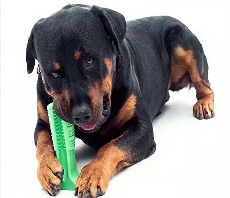 Köpek Diş Fırçası Isırma Aparatı dişlik kaşıma oyuncağı KüçükBoy