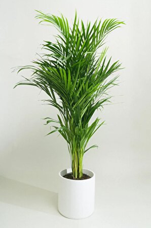 Areka Palmiyesi - Dypsis Lutescens Canlı Salon Bitkisi 80 - 100 cm