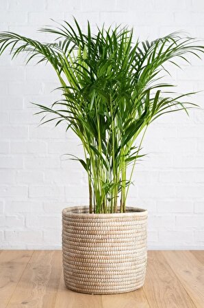 Areka Palmiyesi - Dypsis Lutescens Canlı Salon Bitkisi 80 - 100 cm