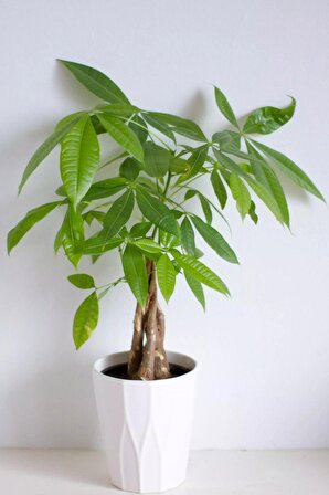 Pachira - Para Ağacı Canlı Salon Bitkisi 50 - 60 cm