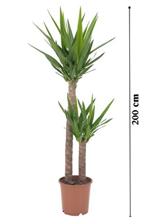 Yucca - Yuka Bitkisi Büyük Boy İki Gövdeli Yucca Avize Çiçeği Canlı Salon Bitkisi 180 - 220 cm