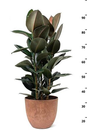 Ficus Elastica Robusta - İki Gövdeli Kauçuk Canlı Salon Bitkisi 80 - 100 cm