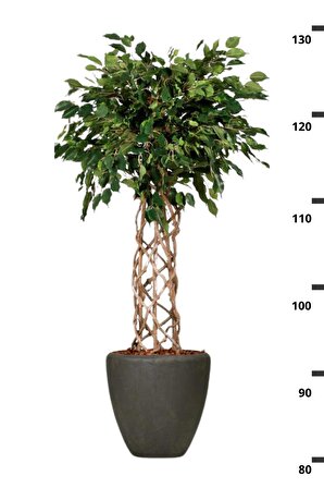 Ficus Benjamin Exotica - Kafes Örgülü Ficus Canlı Salon Bitkisi 120 - 140 cm