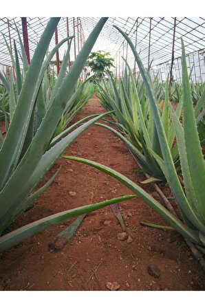 Aloe Vera Barbadensis Mıller Stocton ( 60 - 70 Cm) 4 Yaşında Saksısız Fidan