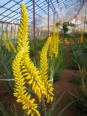 Aloe Vera Barbadensis Mıller Stocton ( 60 - 70 Cm) 4 Yaşında Saksısız Fidan