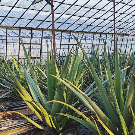 Aloe Vera Barbadensis Mıller Stocton ( 50 - 60 Cm) 3 Yaşında Saksısız Fidan