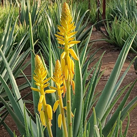 Aloe Vera Barbadensis Mıller Stocton 40-50 Cm Saksısız Fidan